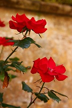 a0107981_0475091.jpg