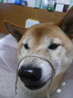 c0123890_21315262.jpg