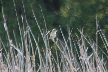 d0133693_225646.jpg