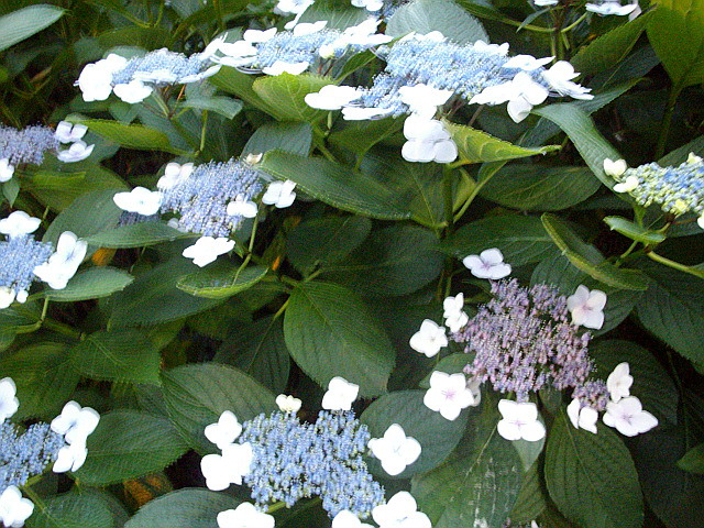 c0138198_7542610.jpg