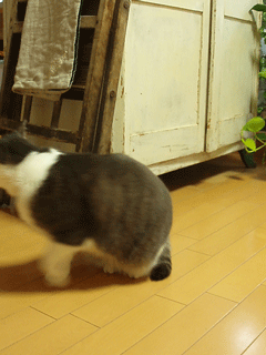 c0129702_13345858.gif