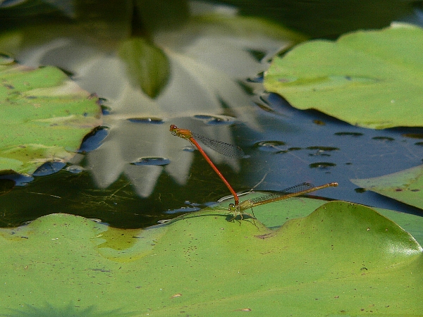 e0002314_234890.jpg
