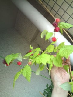 c0156021_11471379.jpg