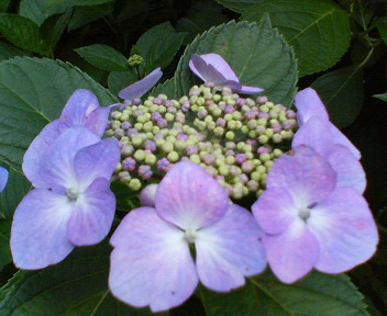 f0036223_2246378.jpg