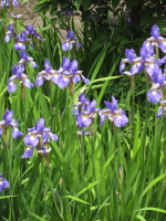 b0147224_12294085.jpg