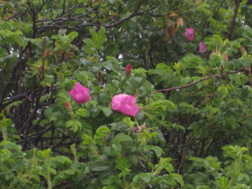 b0147224_16482187.jpg