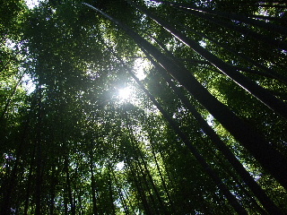 b0165236_1262155.jpg
