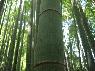 b0165236_1284636.jpg