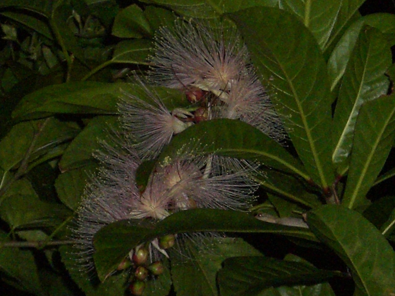 b0139744_1194588.jpg