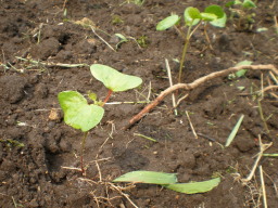 c0047449_2035718.jpg