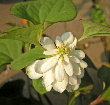 a0001354_17281511.jpg