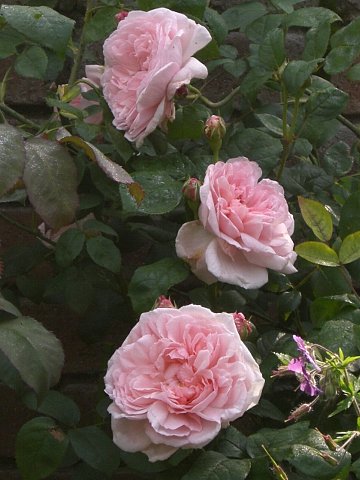 e0017562_1572135.jpg