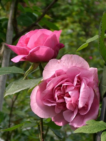 e0017562_159483.jpg