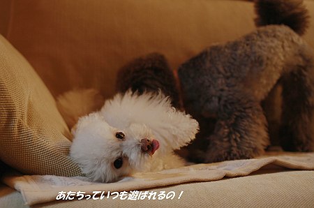 d0048067_20221256.jpg