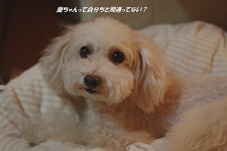 d0048067_20224221.jpg