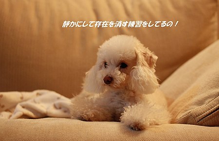 d0048067_20235087.jpg