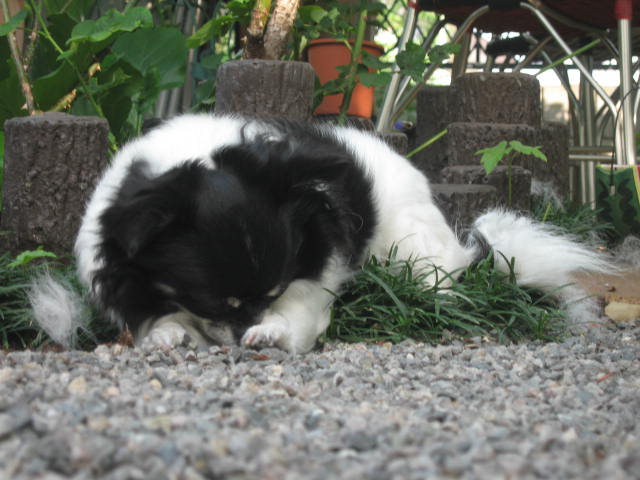d0070473_9343228.jpg