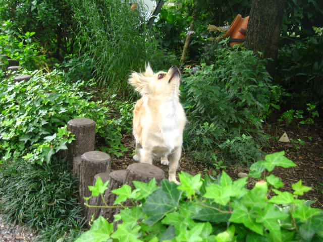 d0070473_936243.jpg