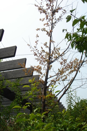 c0135480_14393160.jpg