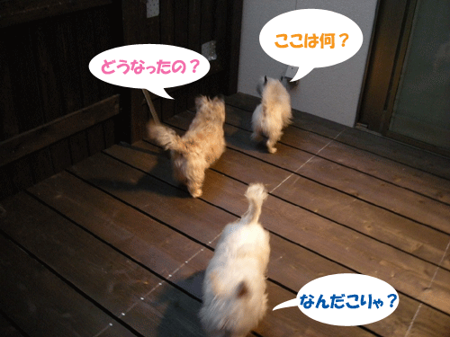 e0066883_21121198.gif
