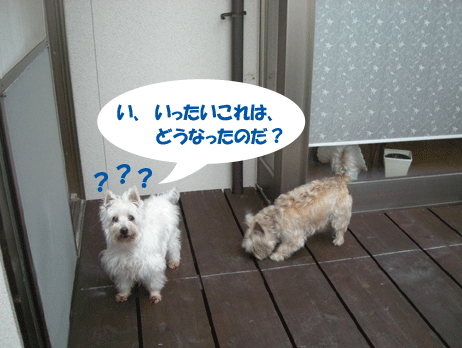 e0066883_21142947.gif