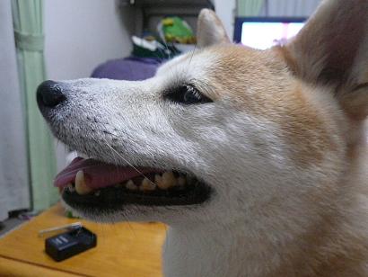 c0123890_20555591.jpg