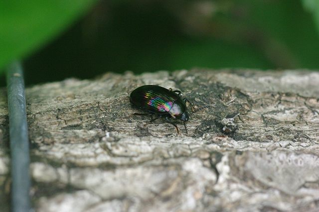 e0070891_2045591.jpg