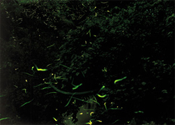 b0054792_824317.jpg