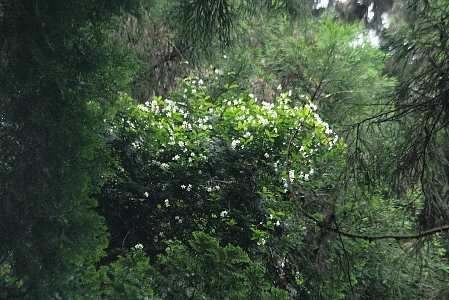d0133693_20542032.jpg