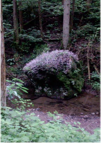 e0025596_1558758.jpg