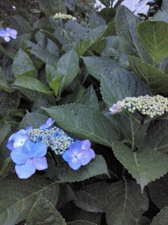 b0160300_23185058.jpg