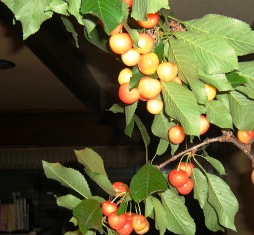 f0166704_1634969.jpg