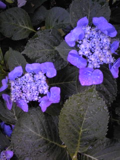 c0097806_22522582.jpg