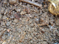 b0131724_2335880.jpg