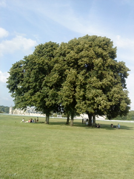 b0169024_6402113.jpg