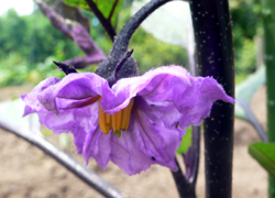 f0060424_1102010.jpg