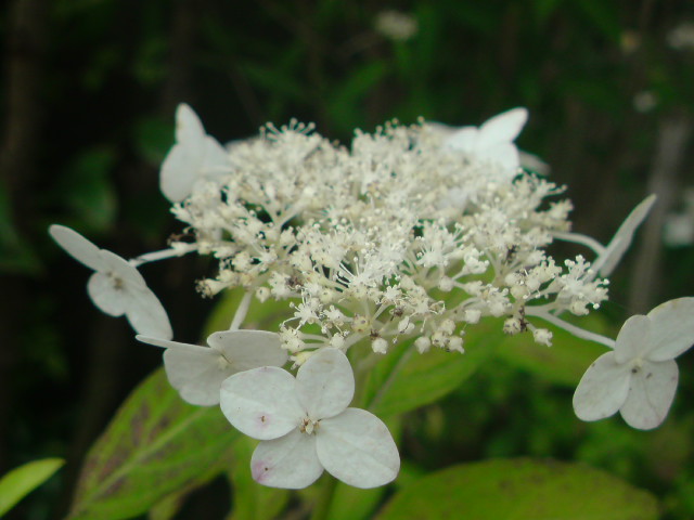 e0016828_12311429.jpg