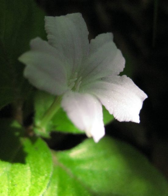 e0145033_2145497.jpg