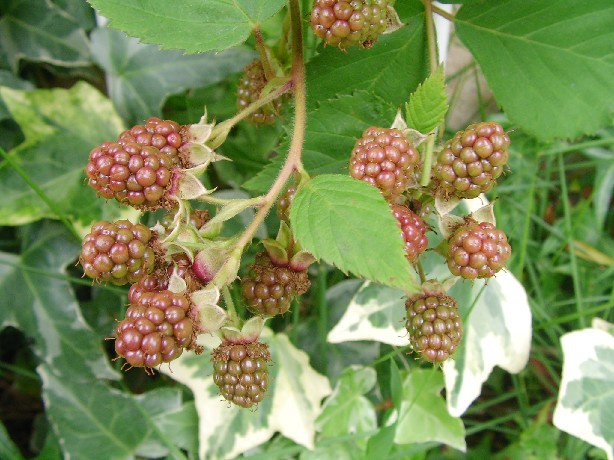 f0002833_2274199.jpg