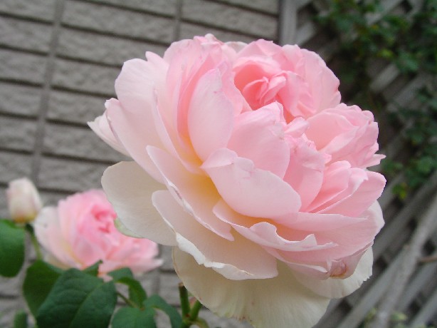 f0002833_2281635.jpg