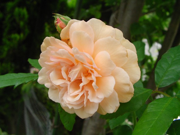 f0002833_228547.jpg