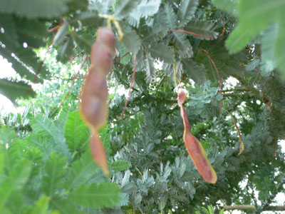 f0061334_21403770.jpg