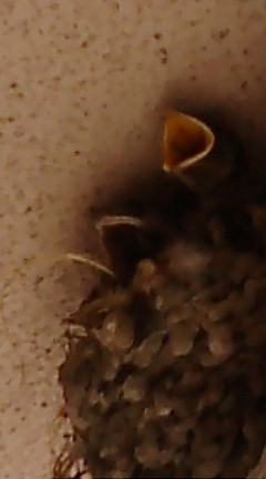 b0141460_1628448.jpg