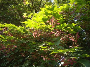 e0096862_1475136.jpg