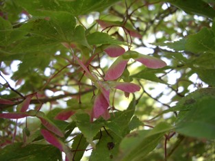 e0096862_1481872.jpg