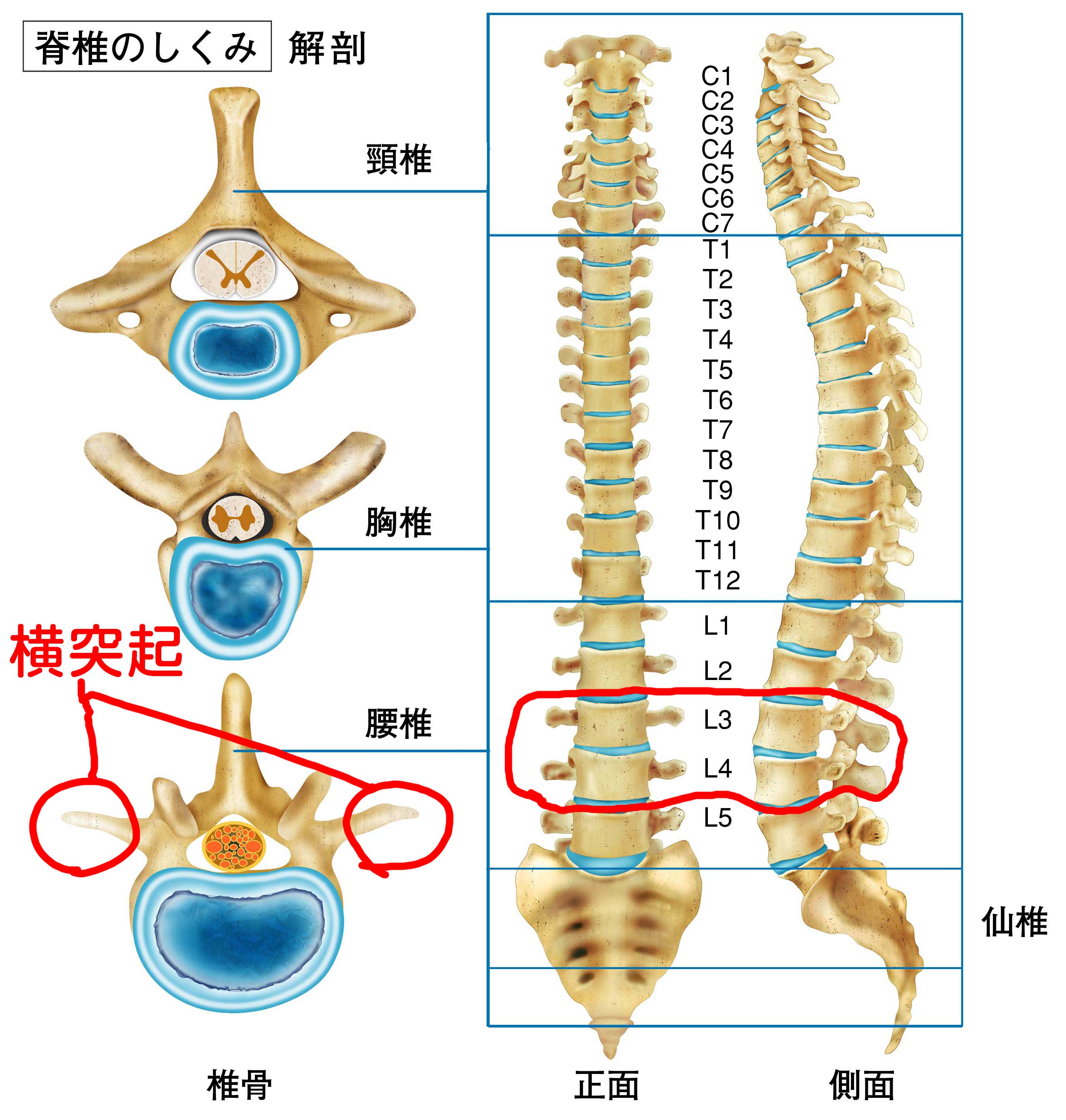 腰椎5节对应的位置图,腰椎4—5节清晰图片,第五腰椎准确位置图(第5页)_大山谷图库