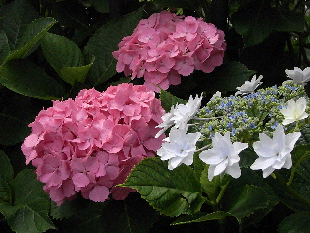 c0158464_2311871.jpg