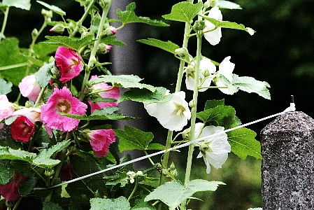 d0133693_20551566.jpg
