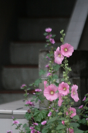 d0133693_20562275.jpg