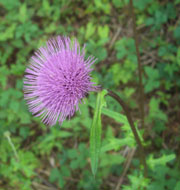 b0099994_1115278.jpg